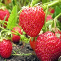 STRAWBERRY AROMAS SINGLES