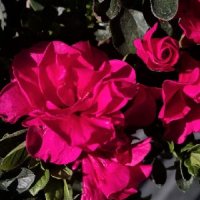 AZALEA MISSION BELLS