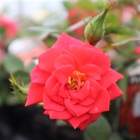 ROSE OLD GLORY (RED)