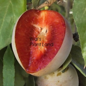 PLUM ELEPHANT HEART
