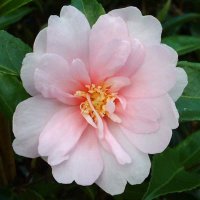CAMELLIA JEAN MAY