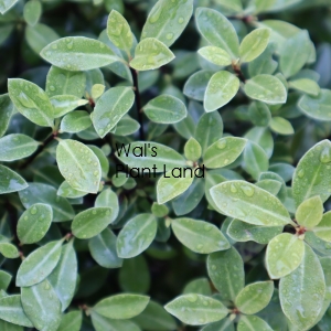 PITTOSPORUM TEN GREEN BALL