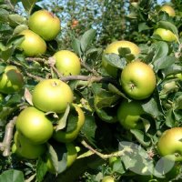 APPLE BRAMLEY - SEMI DWARF