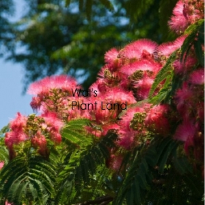 ALBIZIA RED SILK