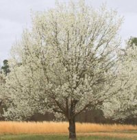 PYRUS BRADFORD