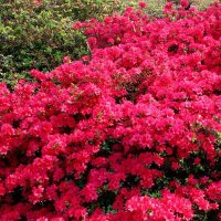 AZALEA RED GIANT-DECIDUOUS