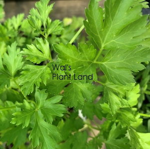 HERB - PARSLEY ITALIAN