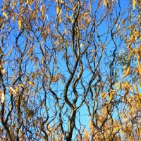 SALIX MATSUDANA TORTUOSA