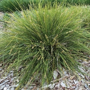 LOMANDRA EVERGREEN BABY