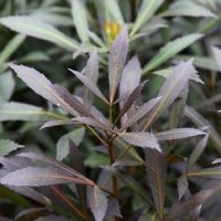 PSEUDOPANAX DARK STAR