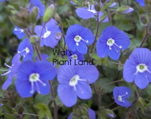 VERONICA OXFORD BLUE