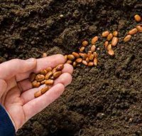 Seeds & Bulbs