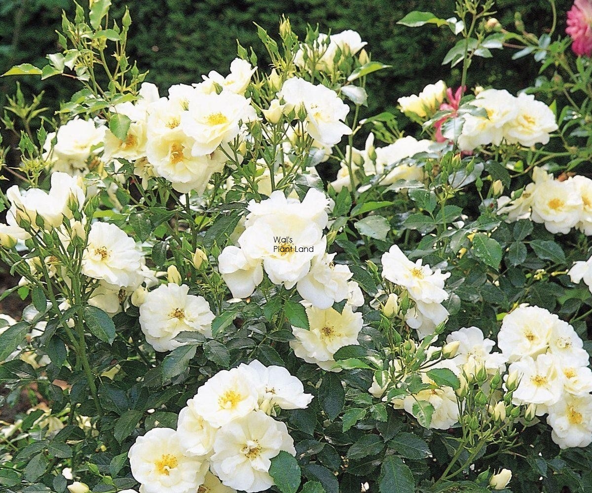 White carpet roses discount