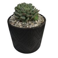 POTTED SUCCULENT VARIETIES