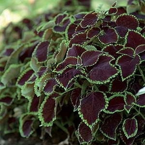 COLEUS SUN CHOCOLATE MINT