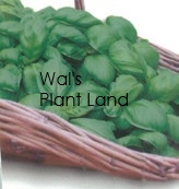 BASIL SWEET HOME GARDEN