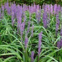 LIRIOPE ROYAL PURPLE
