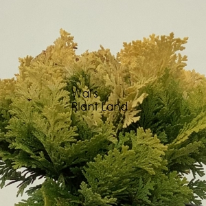 CHAMAECYPARIS LAW MINIMA AUREA