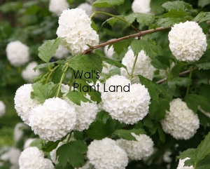 VIBURNUM OPULUS STERILE