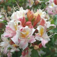 AZALEA MOLLIS SWEET INSPIRATION-DECIDUOUS