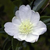 CAMELLIA SETSUGEKKA
