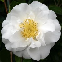 CAMELLIA SILVER ANNIVERSARY
