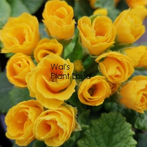 PRIMULA ACAULIS PRIMLET GOLD
