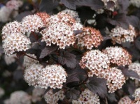 PHYSOCARPUS OPULIFOLUS SHADY LADY