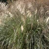 AUSTRODERIA FULVIDA SYN. CORTRODERIA FULVIDA