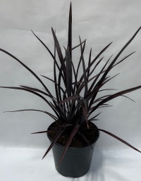 PHORMIUM DARK DELIGHT