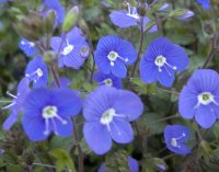 VERONICA OXFORD BLUE