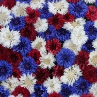 CORNFLOWER FIREWORKS