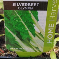 SILVERBEET OLYMPIA