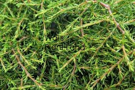 COPROSMA HAWERA