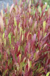 DODONAEA VISCOSA PURPUREA