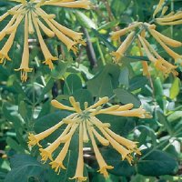 LONICERA SULPHUREA