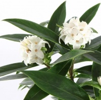 DAPHNE PERFUME PRINCESS WHITE