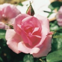 ROSE CLB BANTRY BAY