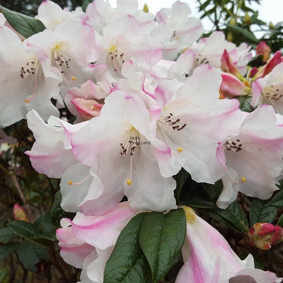 RHODODENDRON PRINCESS ALICE [RHOPRIALI2.5] - $24.64 : Wals Plant Land ...