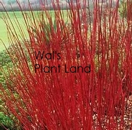 CORNUS ALBA SIBERICA