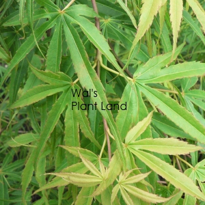 ACER PAL SCOLOPENDRIFOLIUM