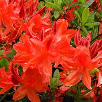 AZALEA RED RAG-DECIDUOUS