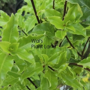 PITTOSPORUM WAVY LADY