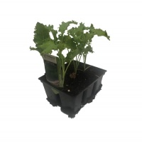 KALE CURLY