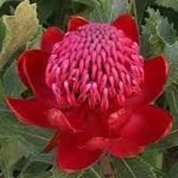 TELOPEA DAWN FIRE