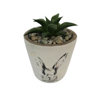 POTTED SUCCULENT VARIETIES