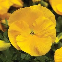 PANSY DELTA YELLOW