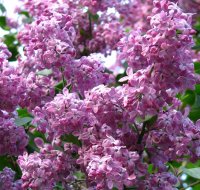 SYRINGA MARECHAL FOCH