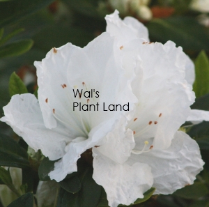 AZALEA ALASKA