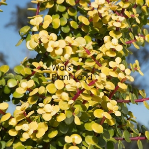 PORTULACARIA AFRA AUREA